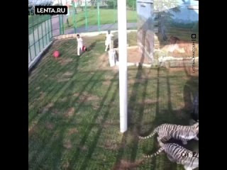 porn невероятные приключения бездомного котёнка hd