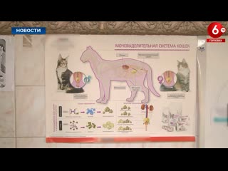 porn медицина лечит людей а ветеринария человечество hd