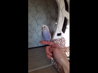 porn как приручить попугая быстро how to tame a parrot quickly hd
