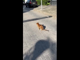 porn у нас недалеко от дома живет кот который не прячется ни от одной молодые ни от маленькой ни от большой он излучает hd