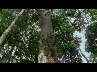 porn bbc дикая южная америка 2 великая амазонка hd