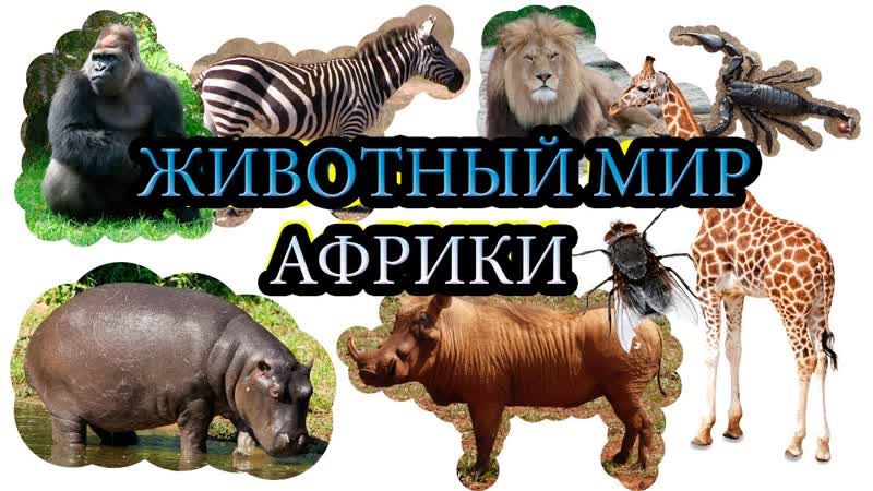 porn молодые африки учим секс для самых маленьких на русском развивающие мульт hd