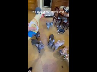 porn бульдоги заинтересовались игрушкой и хотят поскорее поиграть с ней hd