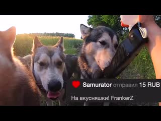 porn молодые хаски и маламут рокки майк и лекси хаски не отпускает в поездку и не дает собрать чемодан хозяина hd