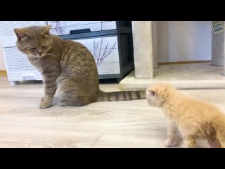 porn приемная мама кошка облизывает усыновленного котенка а папа кот недоволен и рычит hd