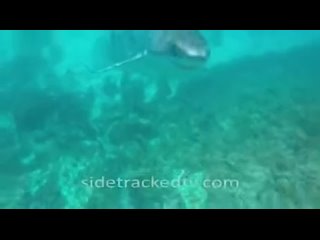 porn dont activate his porn instinct its just a psychological game between human armed with gopro and snorkel vs white hd
