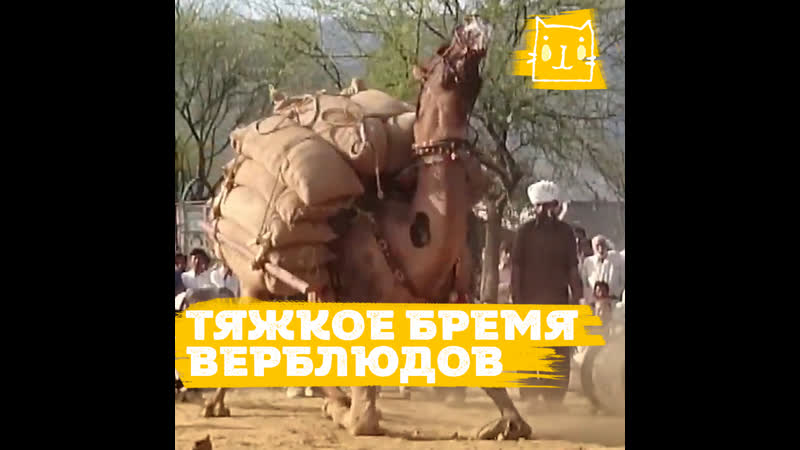 porn жестокий праздник издевательств над верблюдами в пакистане hd
