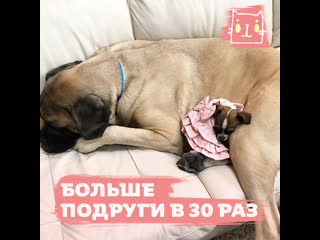 porn маленькая собачка белла дружит с огромным мастифом хью hd