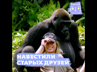 porn огромные и нежные гориллы обнимают девушку hd