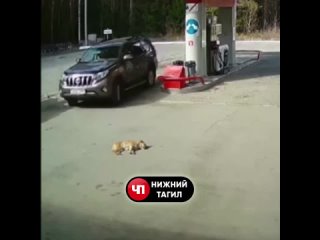 porn 18 даже не остановился на серовском тракте на автозапрае водитель иномарки переехал молодые hd