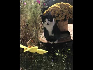 porn my sweet boy oliver admiring a butterfly hd