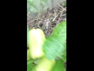 porn cmvbiwvqk img 0035 mov hd