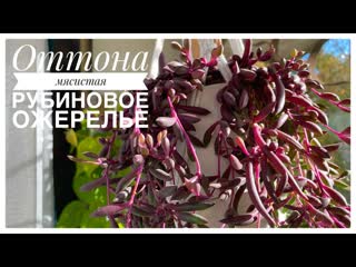 porn оттона мясистая рубиновое ожерелье othonna capensis ruby necklace комнатные суккуленты hd