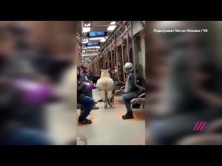 porn в московском метро прокатилась альпака hd