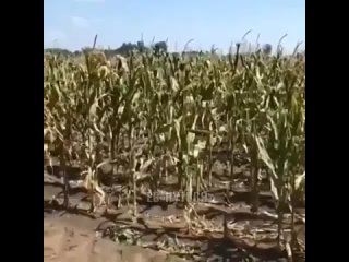 porn пришли с другом поворовать кукурузы в поле hd