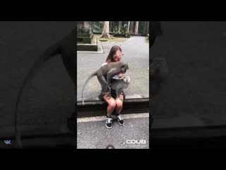 porn обезьяны решили тройничок замутить hd