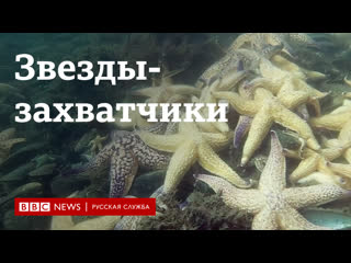 porn как амурские морские звезды захватили побережье австралии и кто с ними борется hd