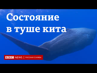 porn очень большая золотая рыбка как туша кита принесла рыбакам 15 млн долларов hd