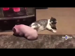 porn пошёл прочь от моего камина свинья hd