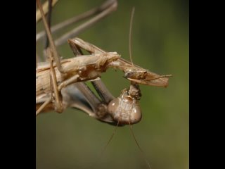 porn богомолиха поедает самца после спаривания hd