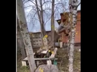 porn осторожно злая молодые hd