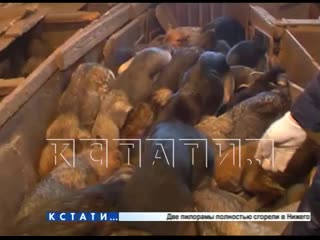 porn концлагерь под видом питомника для породистых молодые выявили зоозащитники hd
