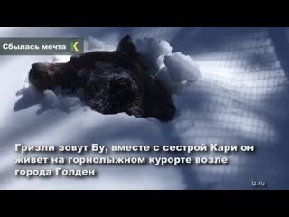 porn в канаде рейнджер сняла на камеру пробуждение гризли в скалистых горах hd