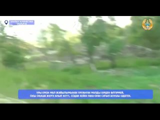 porn в казахстане сверхразум перевозил украденную лошадь в салоне своей машины но менты поймали его с поличным hd