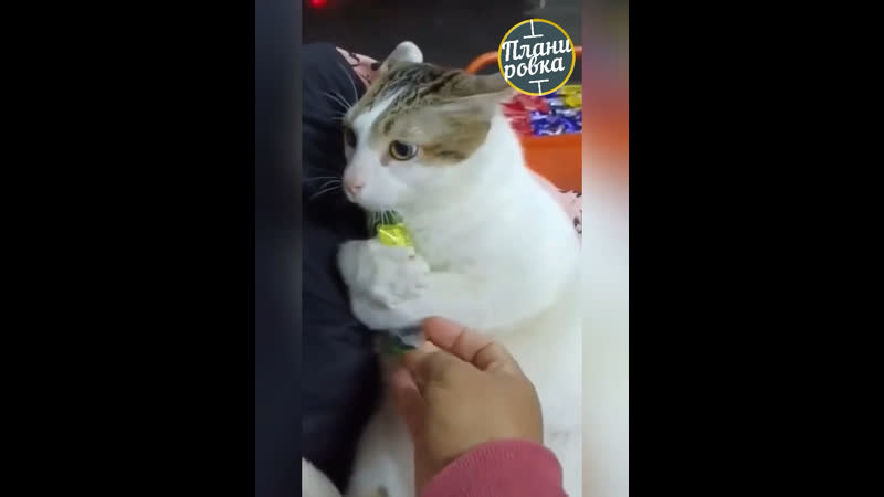 porn котик который не очень любит всем делиться hd