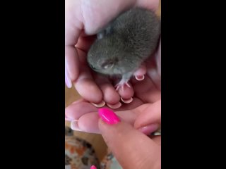 porn видео от московское сообщество спасения декоративных крыс hd