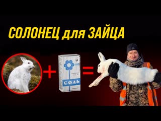 porn как поймать зайца устраиваем солонец для зайца как сделать солонец hd