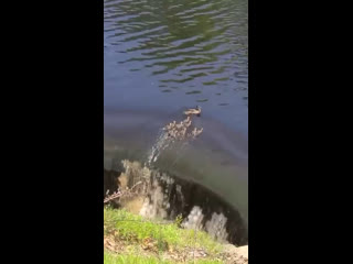 porn семейство утят во время заплыва приблизились к водопаду на опасной дистанции hd