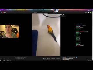 porn братишкин смотрит треш tik tok подборку мемов 4 hd