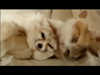 porn милое создание лисичка фенек fennec fox hd