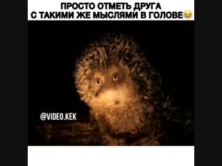 porn video kek пересылай другу с такими же мыслями в голове hd