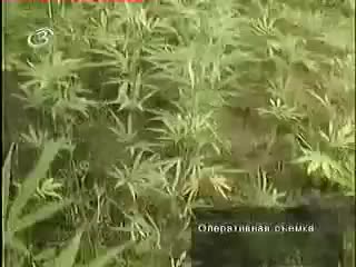 porn марихуана что можно из неё готовить hd