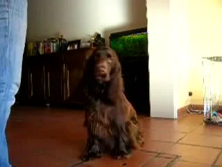 porn филд спаниель field spaniel bentley in training hd