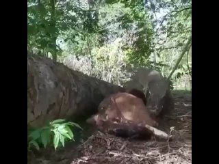 porn комодо решил сначало начать с молодняка в природе выживает только сильнейший hd