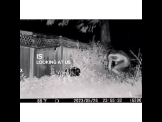 porn пришельцы в лас вегасе известный криминалист подтвердил подлинность видео с инопланетянами hd