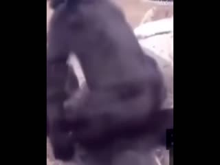 porn две гориллы жестко ебутся под фонк или не фонк hd