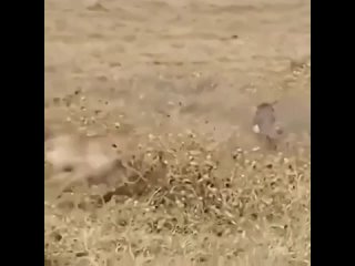 porn решили поменяться ролями hd