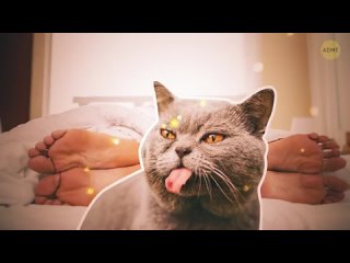 porn поза спящей кошки может многое о ней рассказать hd