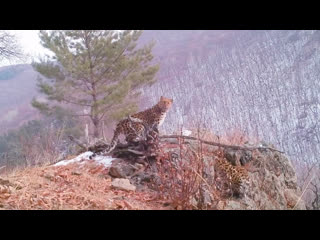 porn семейство редчайшего вида леопарда попало на видео hd