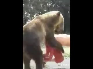 porn девочки и тик ток медведь ебет человека hd