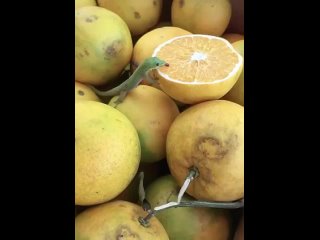 porn крошечная ящерица лижет лимон hd