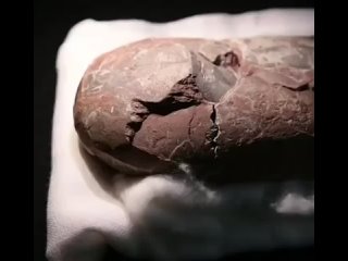 porn эмбрион динозавра теропода овираптора возрастом 72 миллиона лет обнаруженный внутри окаменелого яйца hd
