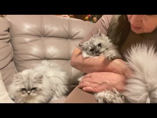 porn взрослый кот ричард марс и молодые юстас ч 2 персидские шиншиллы из питомника домино меджик hd