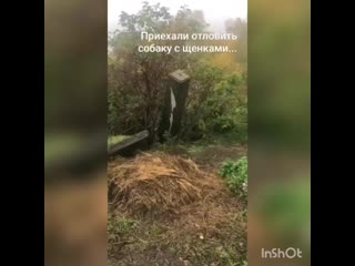 porn брошенная в лесу мамочка с щенками hd