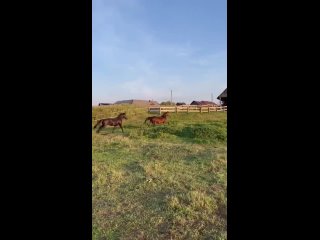 porn целомудренная семья в деревне бывшей порноактрисы hd