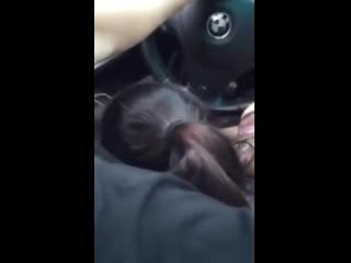 porn приняла член прямо в глотку deepthroat porn горловой минет порно deepthroating the uber driver was the most fun i hd